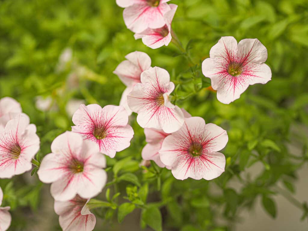 How to Deadhead Petunias and Why You Should
