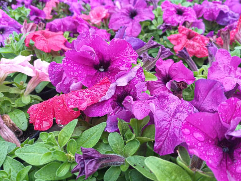 How to Deadhead Petunias and Why You Should