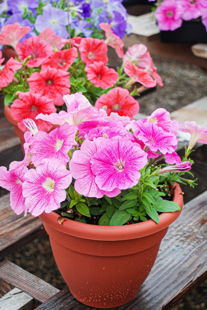How to Deadhead Petunias and Why You Should
