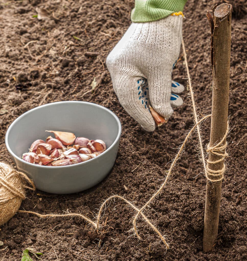 Fall Vegetables For Garden Planting - What Will Grow Well?