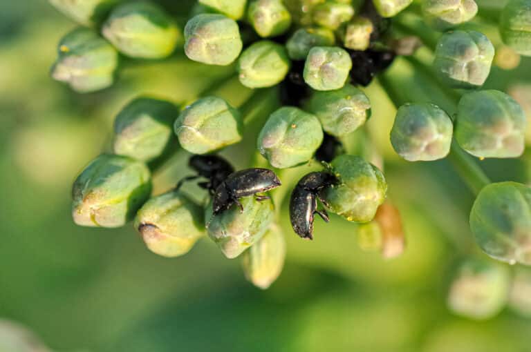 View of Organic Flea Beetle Control: Methods to Protect Your Garden