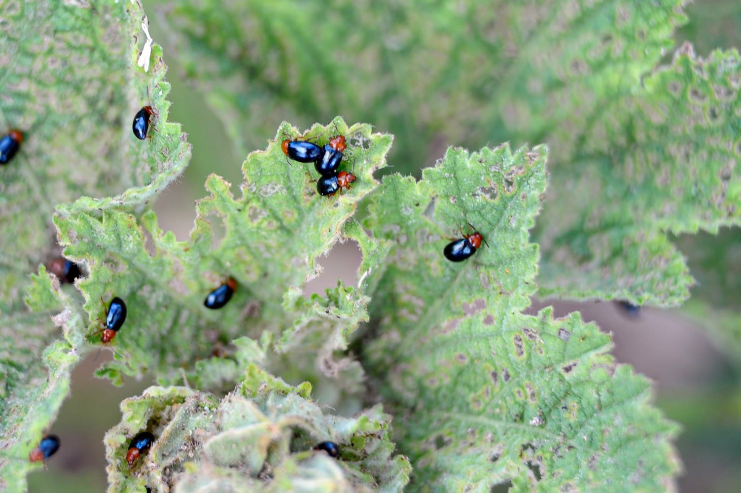 Black flea beetles with orange heads on a hollyhock flower. 