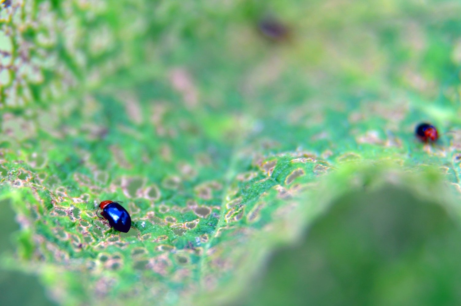 Flea beetles on a hollyhock.