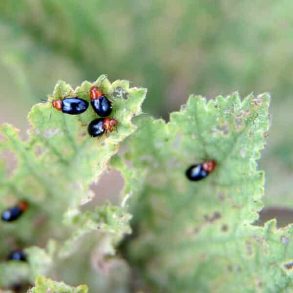 Photo inspiration: Natural Flea Control Methods For Homes Reference: Organic Flea Beetle Control Methods To Protect Your Garden