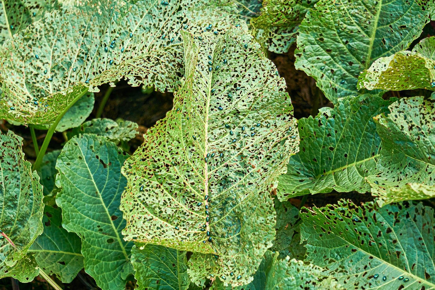 Plants totally destroyed by an infestation of flea beetles. 