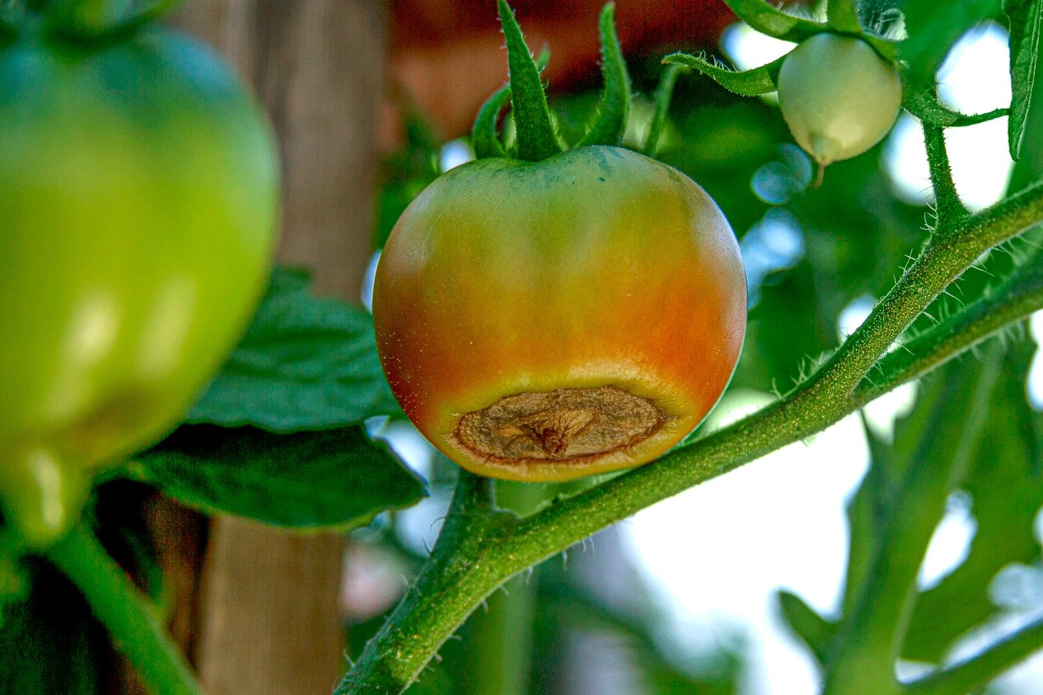 Tomato with rot developing on the bottom.