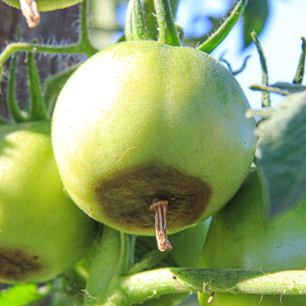 Single green tomato with blossom end rot.