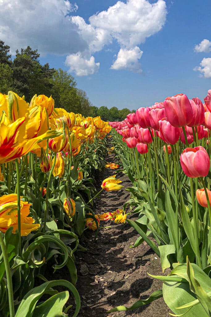 TULIP RENEWAL FORM visual data 4