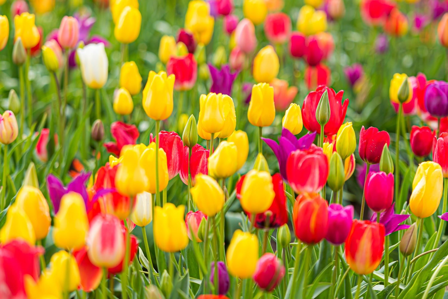 Tulips growing with care in a field.
