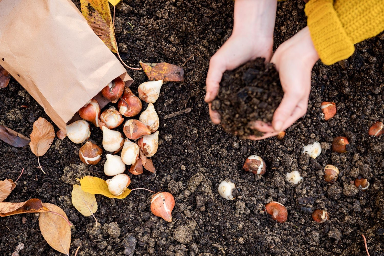 Gardener planting tulip bulbs in a flower bed during a beautiful sunny autumn afternoon.