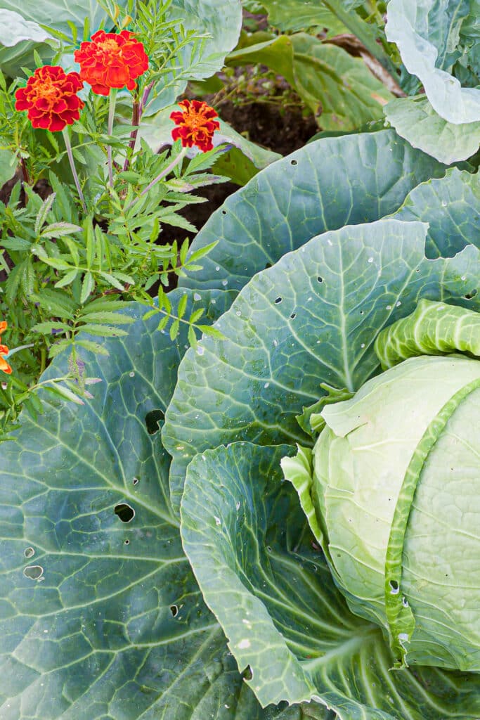 Cabbage Companion Plants What Works and what doesn't.