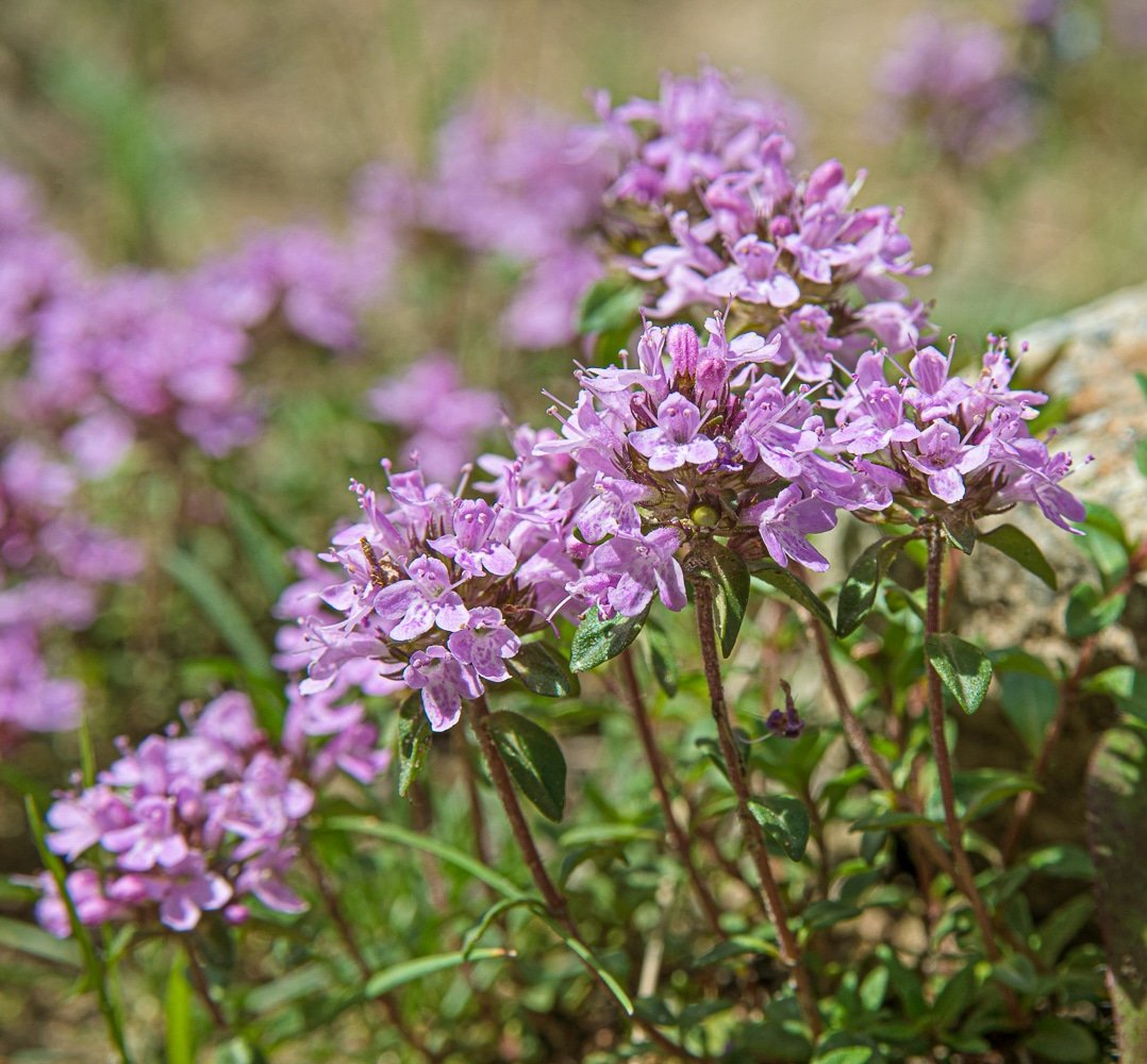 Fully blooming thyme plants in a garden.