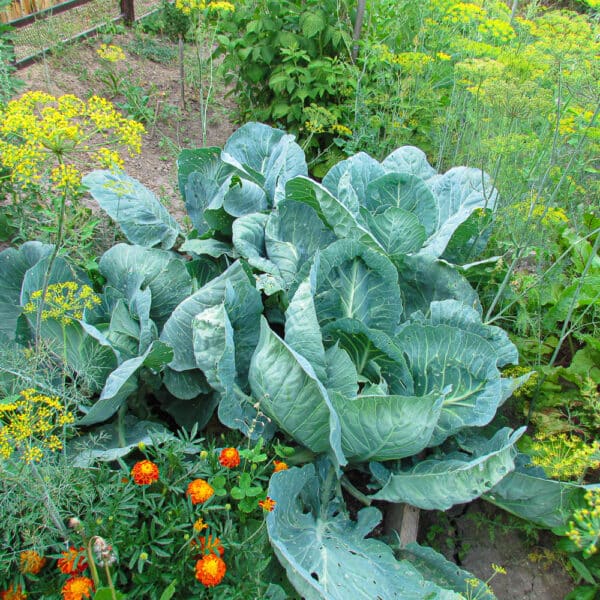Companion Plants for Cabbage Natures Perfect Partners