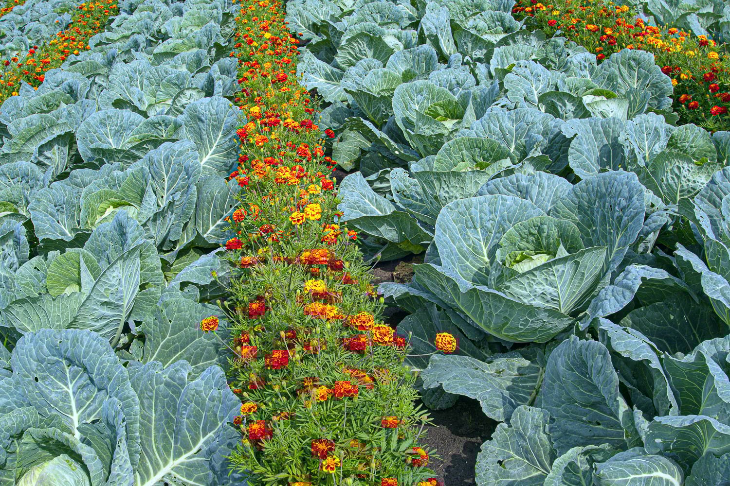 Garden with white cabbage companion planted with marigolds.
