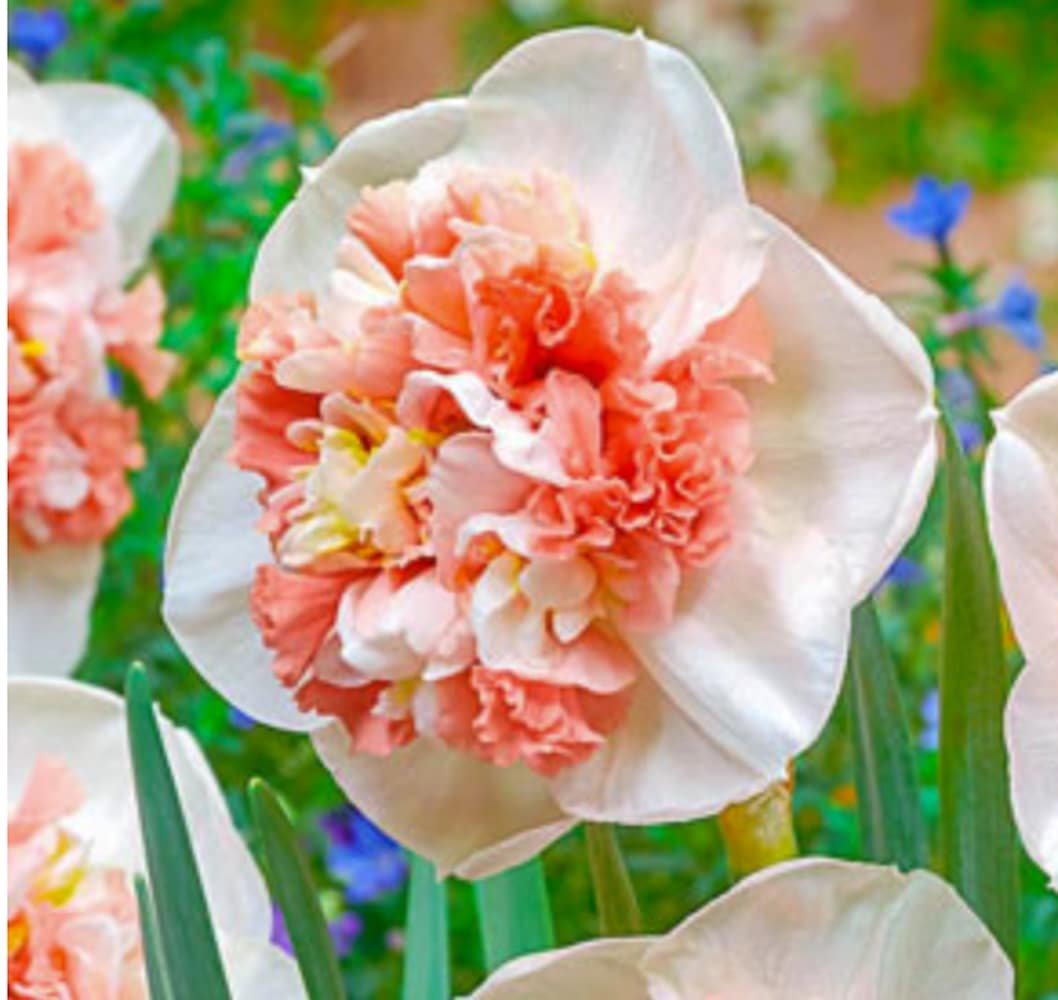 Bright pink centers with light pink leaves. 
