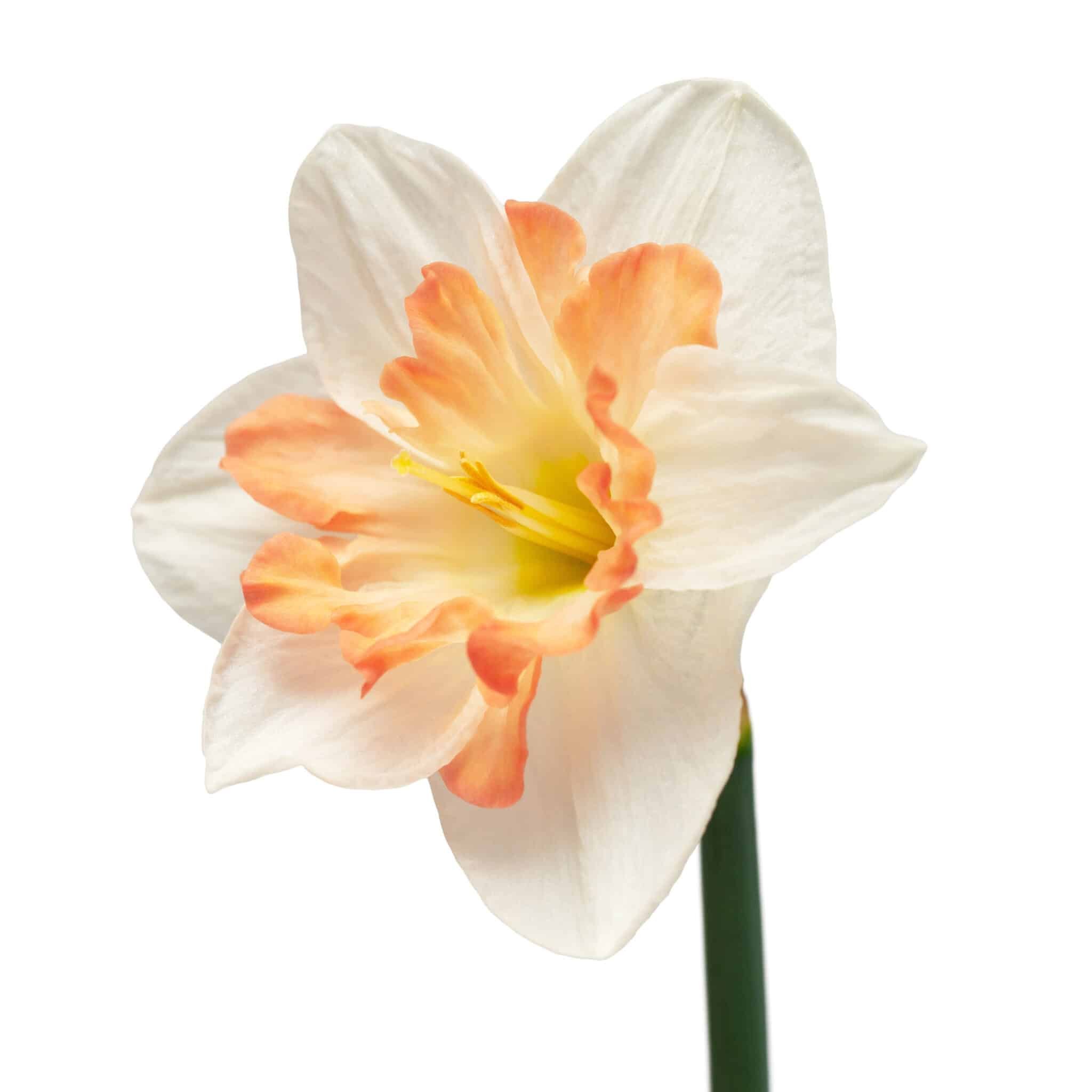 White daffodil with peach center. 