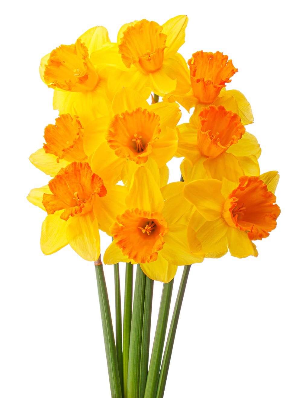 Daffodil flower or narcissus bouquet  isolated on white background cutout with bright orange centers and golden yellow petals.
