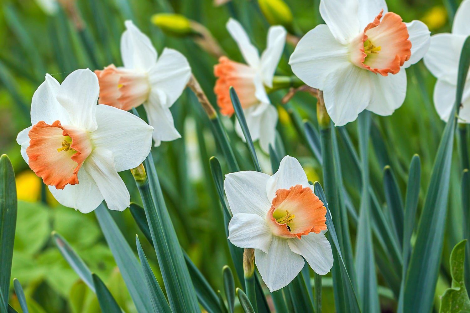 Lovely full bloomed daffodils with bright peach center petals. 