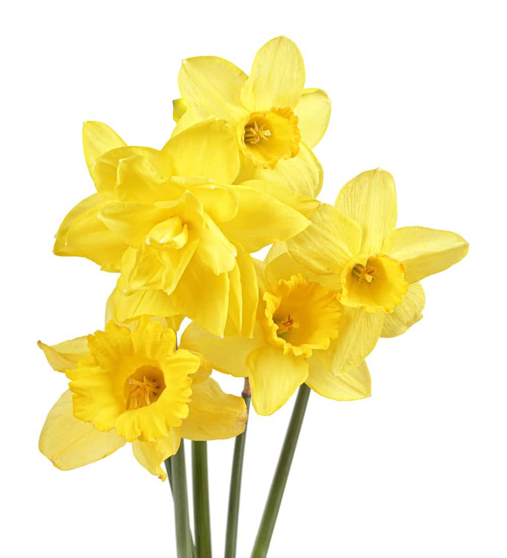 Daffodil flower or narcissus isolated on white background cutout.