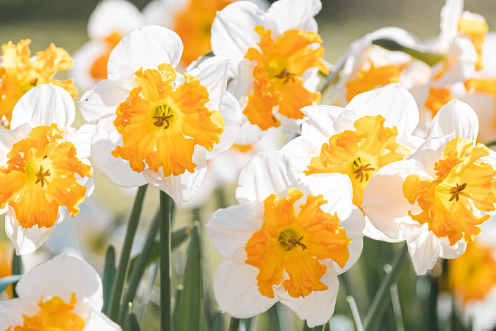 Daffodil Colors More Than Just Yellow