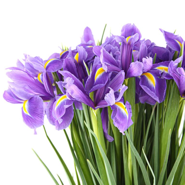 Fall Bulbs to Plant for Explosive Color in Spring and Summer!