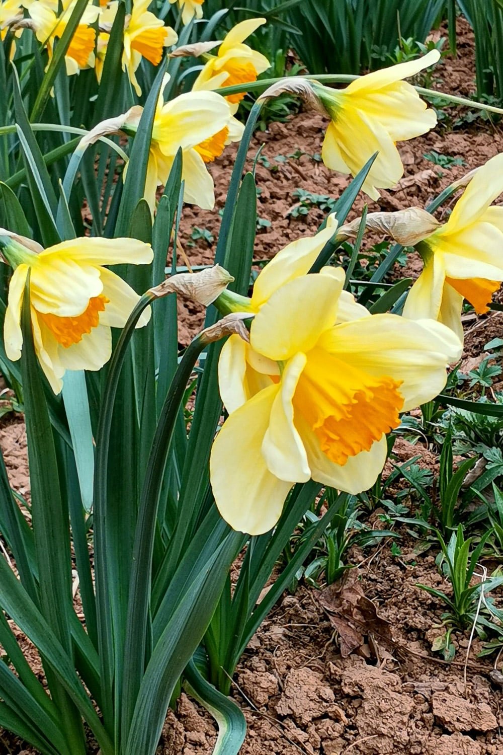 DWARF DAFFODIL NARCISSUS YELLOW GARDEN AUTUMN BULBS SPRING FLOWERING CORM PLANT