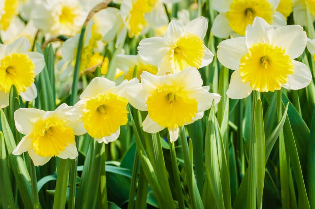 How to Grow Daffodil Bulbs from Bulb To Bloom