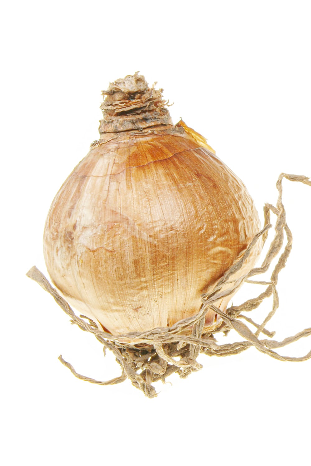 How to Grow Daffodil Bulbs from Bulb To Bloom