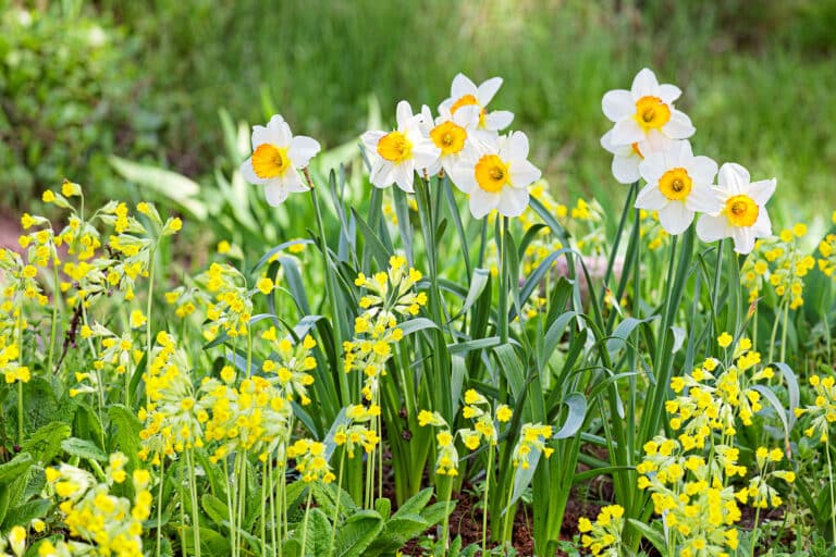How to Grow Daffodil Bulbs from Bulb To Bloom