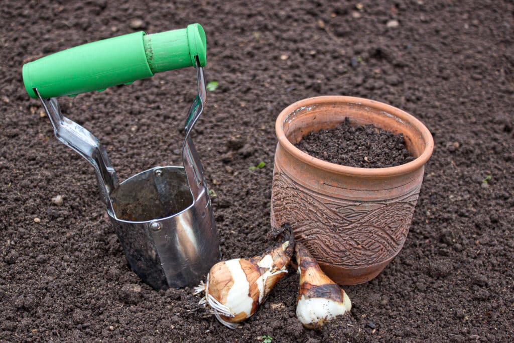 How to Grow Daffodil Bulbs from Bulb To Bloom