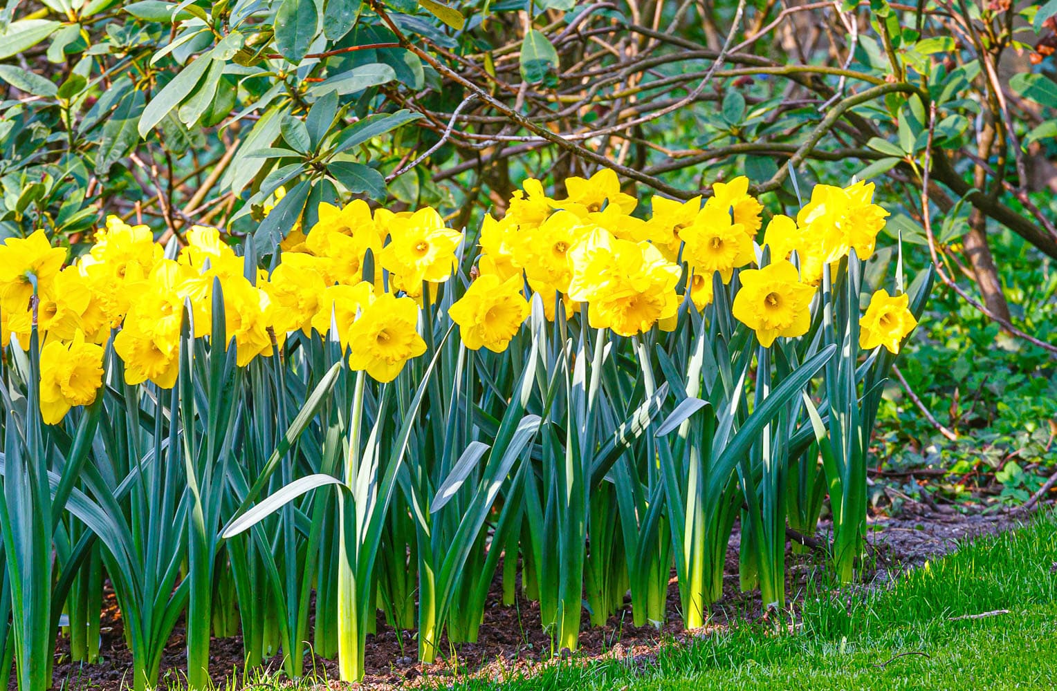 Vibrant yellow daffodil bulbs were planted in a sunny location in a garden bed with late afternoon shade.