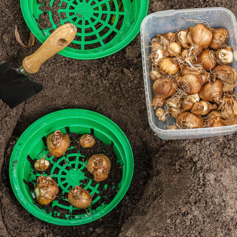 How to Grow Daffodil Bulbs from Bulb To Bloom