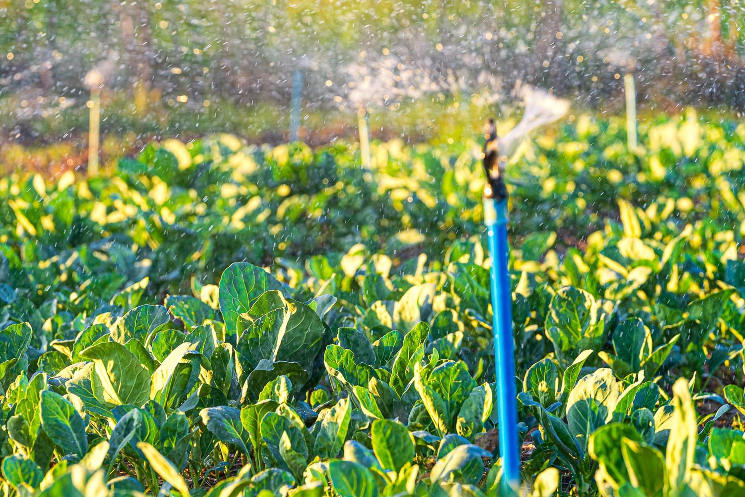 Watering kale with an automatic watering system. 