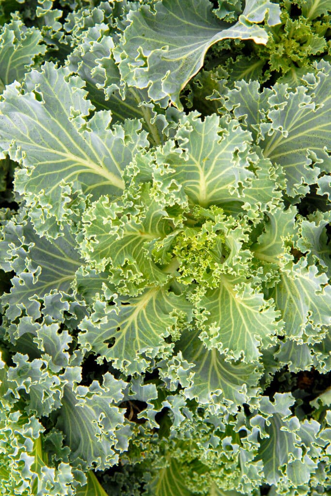 How to Grow Kale and Pick The Best Variety For Your Garden