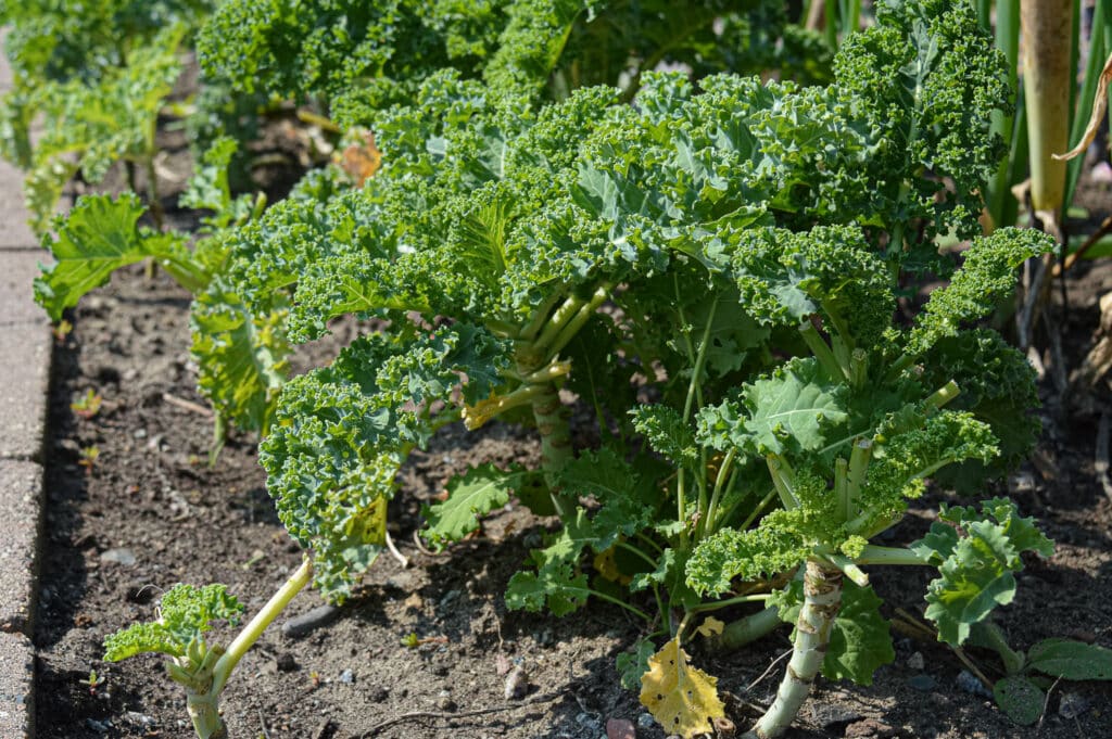 How to Grow Kale and Pick The Best Variety For Your Garden