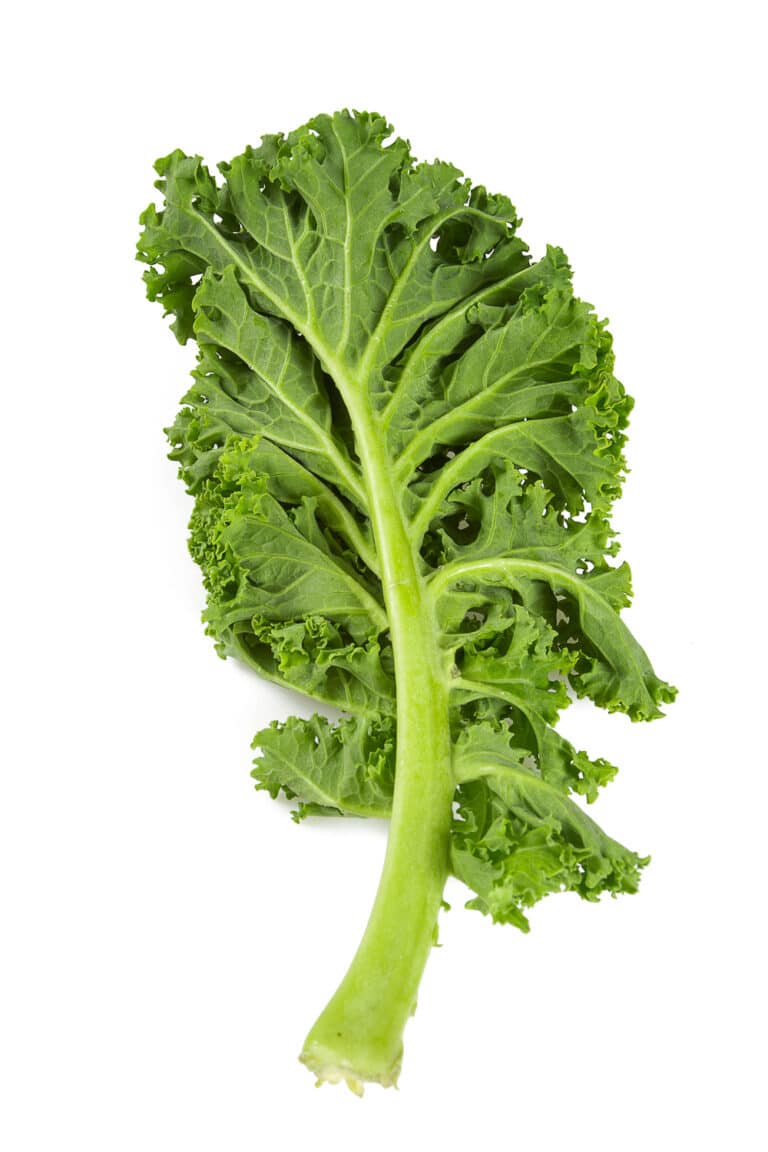 How to Grow Kale and Pick The Best Variety For Your Garden