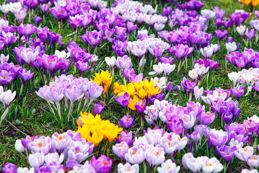 How to Plant Crocus Bulbs - A Complete Guide