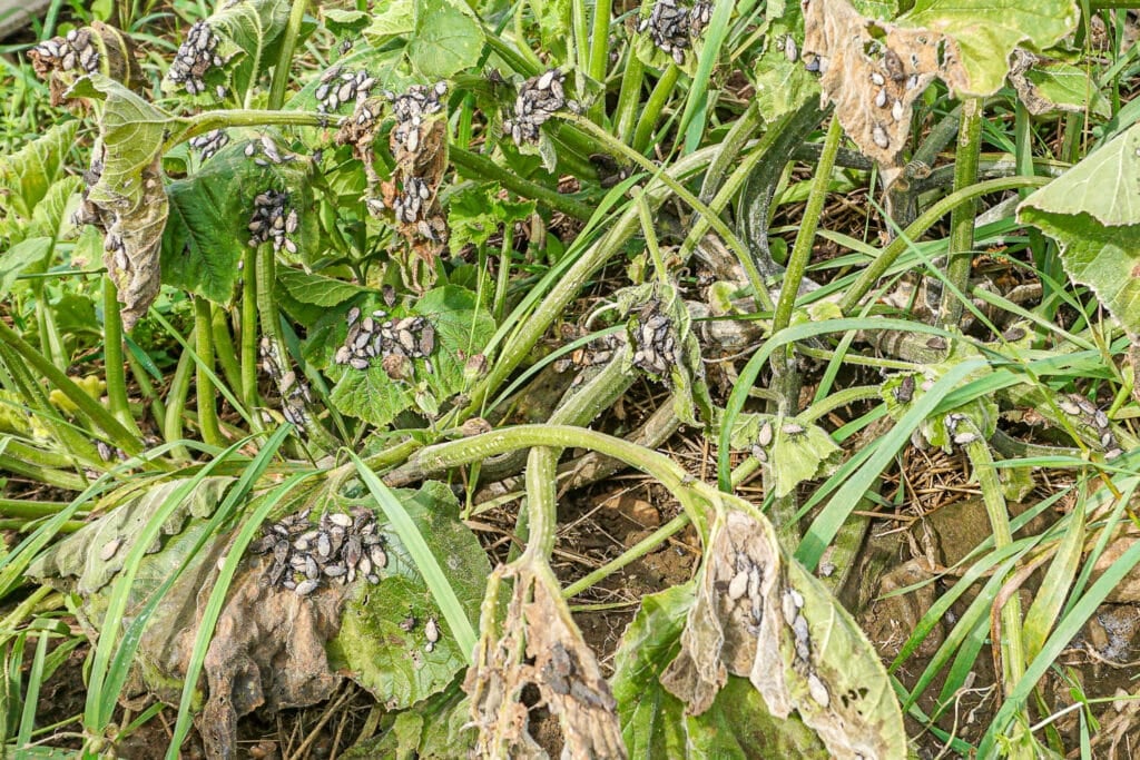 How to Control Squash Bugs With These Easy Organic Methods