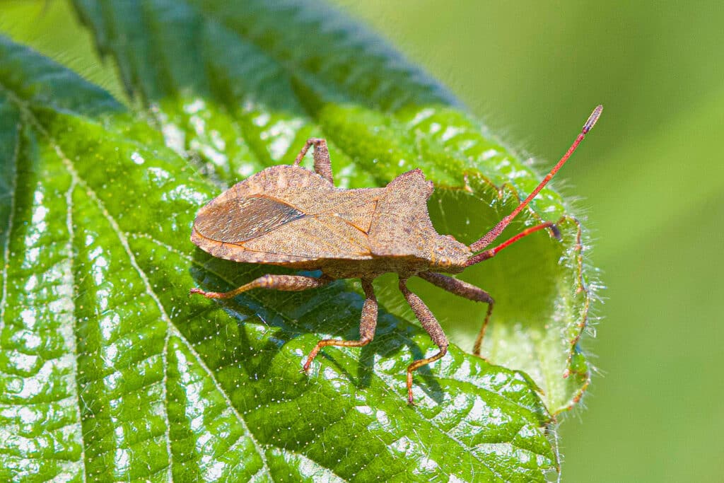 How to Control Squash Bugs With These Easy Organic Methods