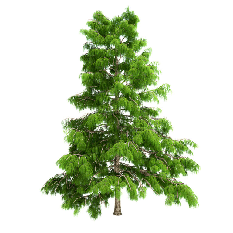 Can you replant a Christmas Tree? The Answer May Surprise You!