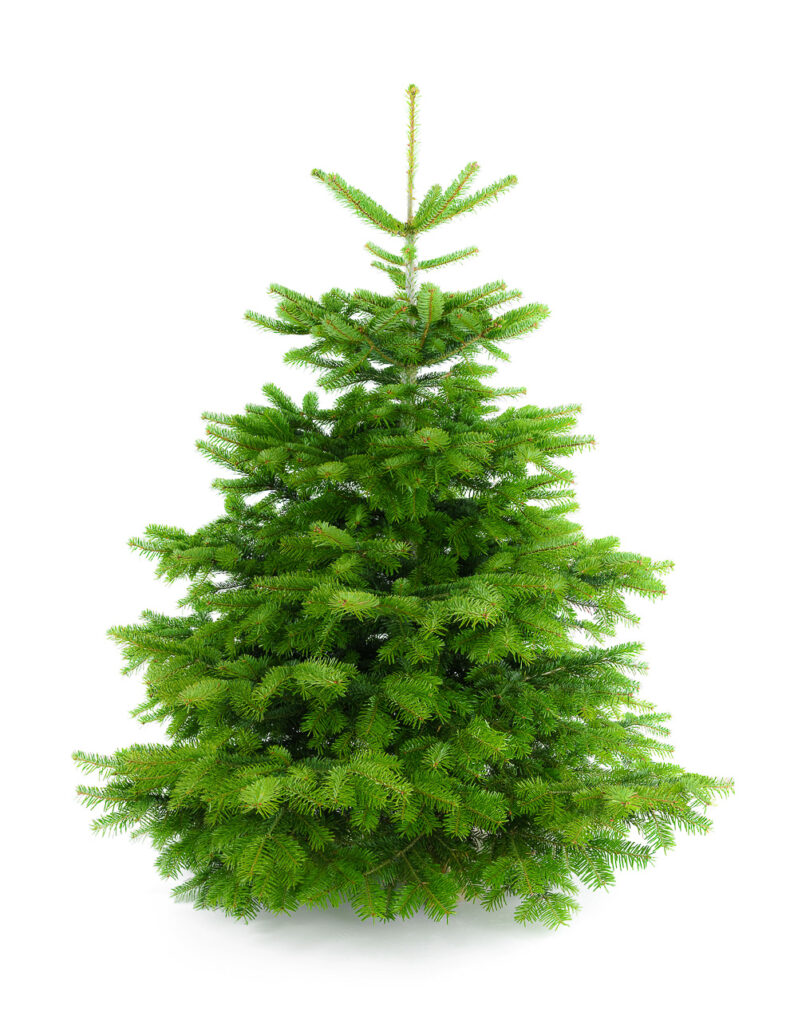 Can you replant a Christmas Tree? The Answer May Surprise You!