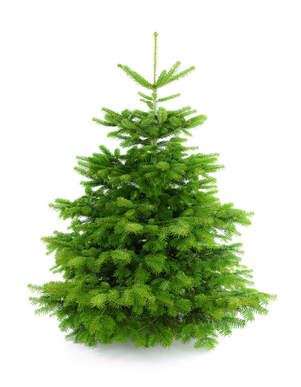 A full size lush Christmas tree against a bright white background. The image is used to ask the question if a fresh Christmas tree like this can be replanted after the holidays. 
