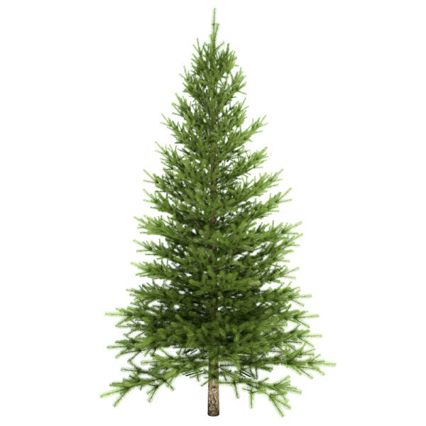Can you replant a Christmas Tree? The Answer May Surprise You!