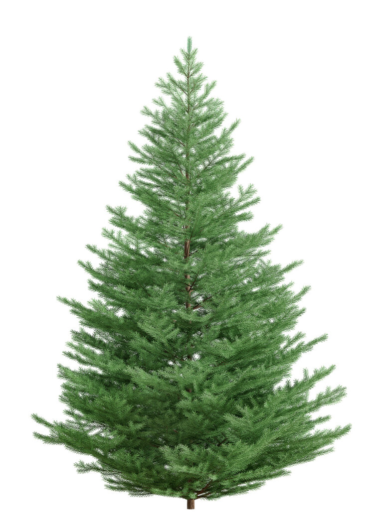 Can you replant a Christmas Tree? The Answer May Surprise You!
