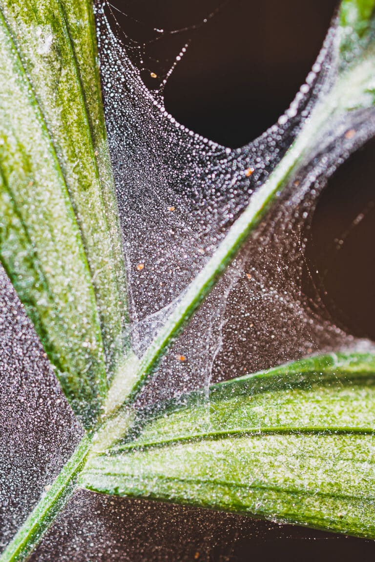 How to Identify Early Signs of Spider Mites