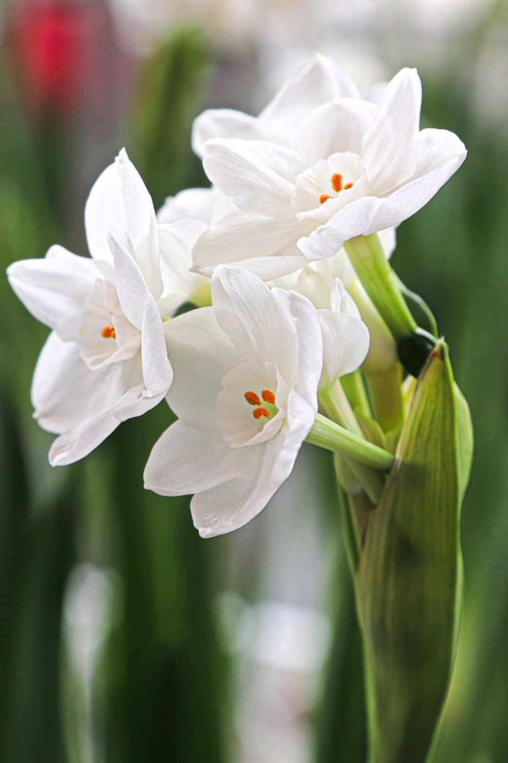 Paperwhites for Christmas Forcing – Grow Your Holiday Decor