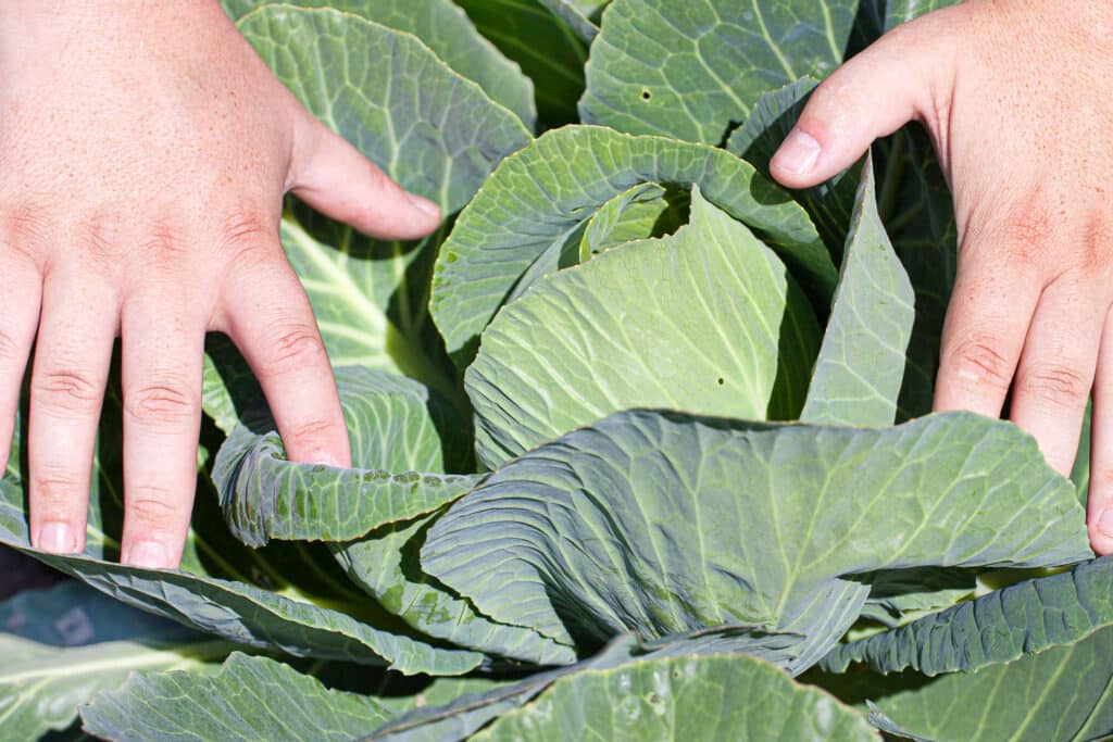 Hands opening and inspecting a cabbage plant to see if it is ready for harvest. 