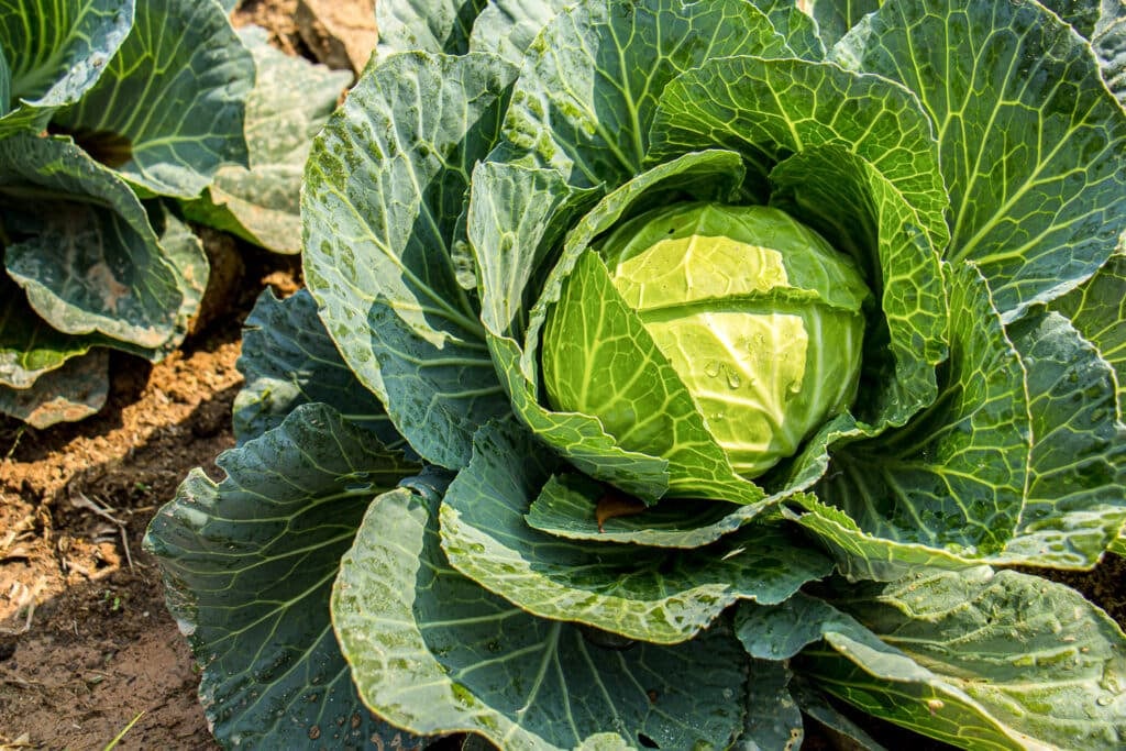 A bright green cabbage growing in the vegetable garden with a tight centre heat and healthy outer leaves indicating the plant is ready for harvest. 