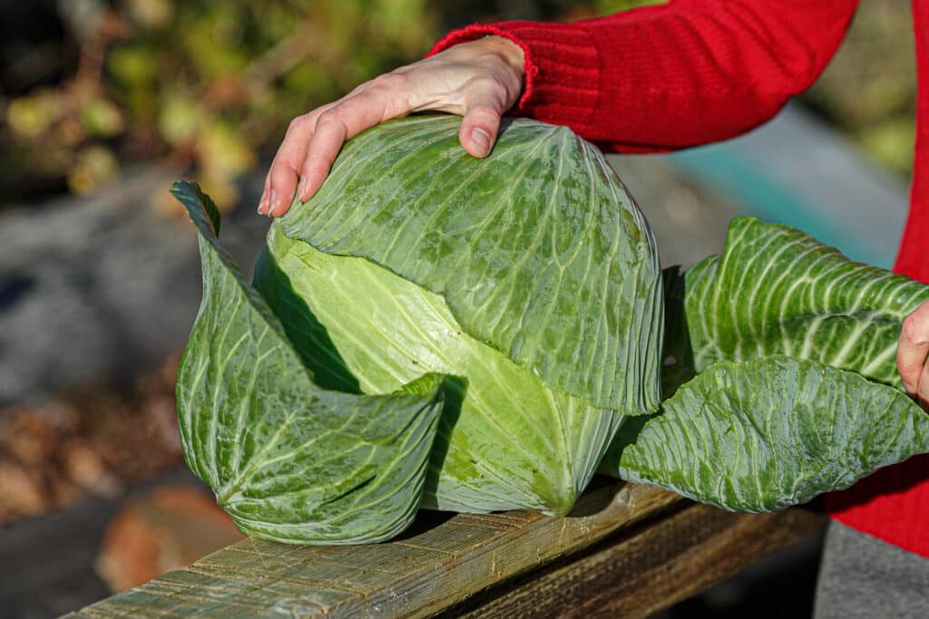 Close up of woman hands removing the cover leaves of freshly picked cabbage.  