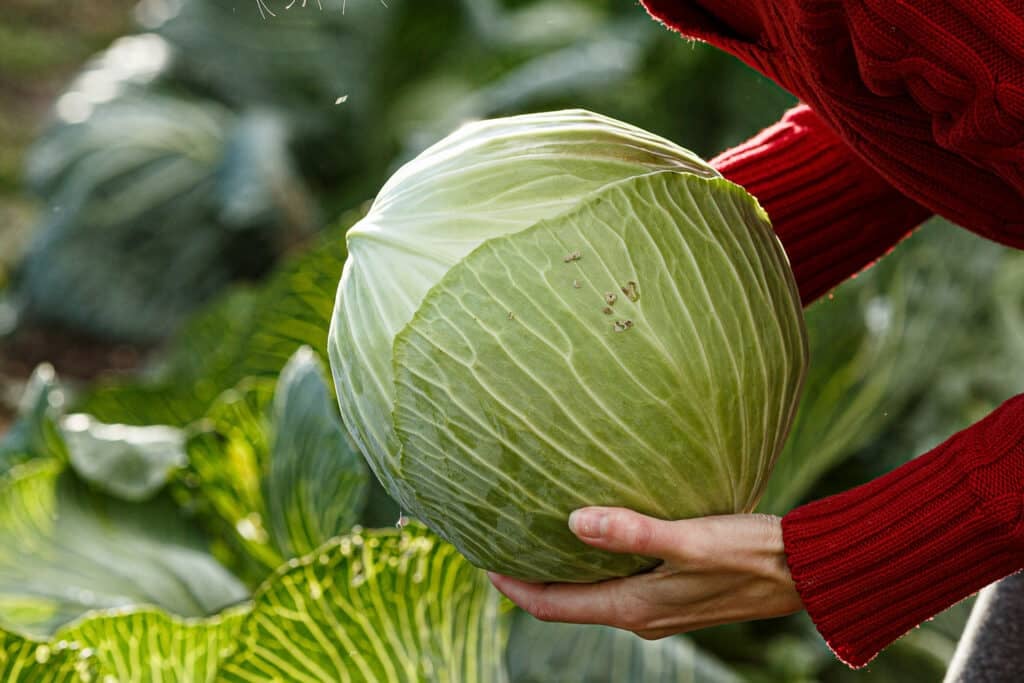 A heavy head of cabbage harvested with the outer leaves removed. 